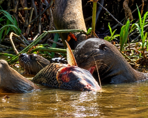 Grupo de Ariranhas disputam peixe grande em rio na região do Pantanal de Mato Grosso